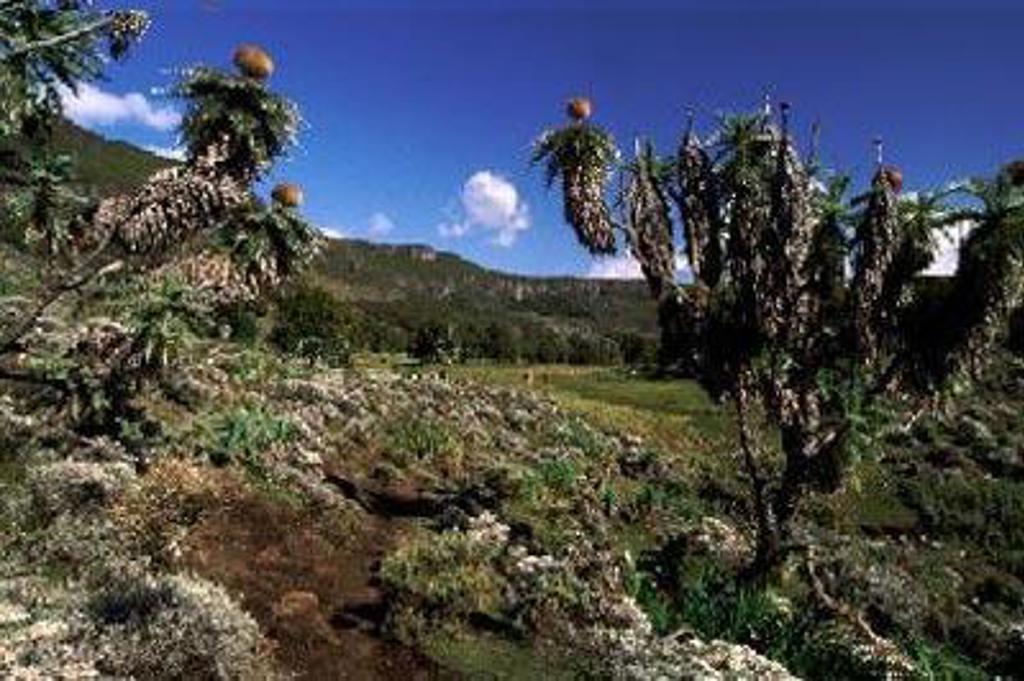 Mistige ochtend in het Ethiopische hoogland met bomen en heuvels tijdens een groepsrondreis Ethiopië.