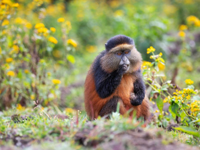 Gouden meerkat tussen gele bloemen in Oeganda tijdens Route Oeganda Natuur Plus.