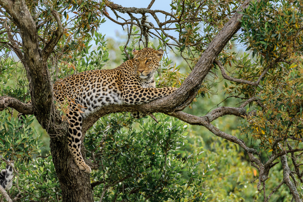 Luipaard rust in een boom tijdens safari in Kenia en Tanzania.