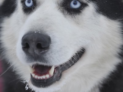 Close-up van een husky met blauwe ogen in de sneeuw tijdens een winterreis door Rusland.