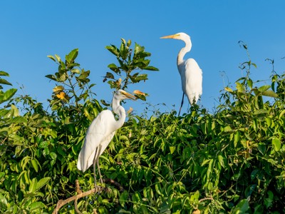 Witte reigers in de boomtoppen van het mangrovegebied Rio Dulce in Guatemala.