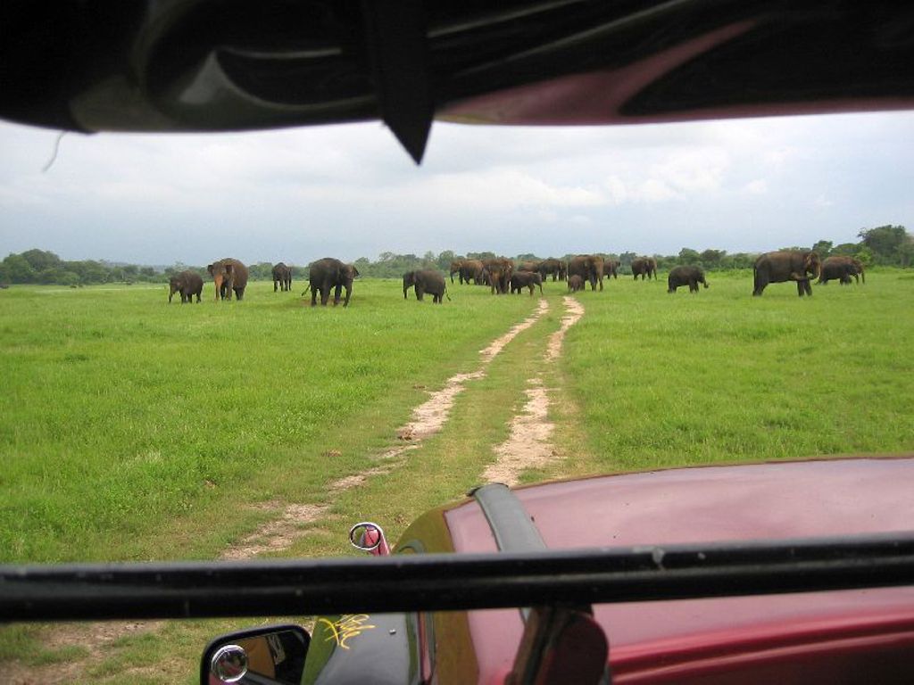 Safari in Sri Lanka met kudde olifanten op de savanne, gezien vanuit een jeep.