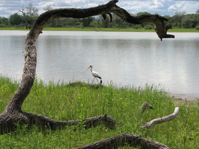 Witwangooievaar bij de oever van een meer, omlijst door een kromme boomtak tijdens de route Zambia, Malawi en Tanzania.