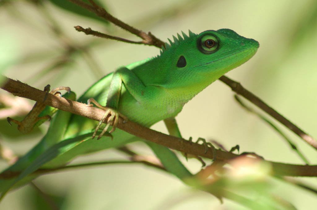 Groene hagedis op een tak in het regenwoud van Maleisisch Borneo.