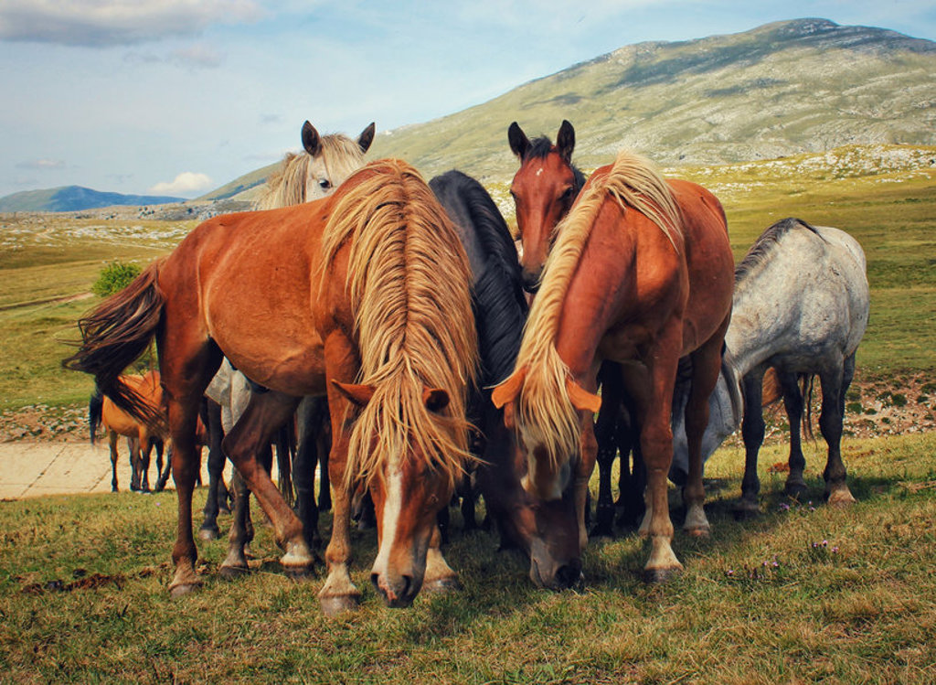 Wilde paarden grazen in de bergen tijdens groepsrondreis Italië & Kroatië.