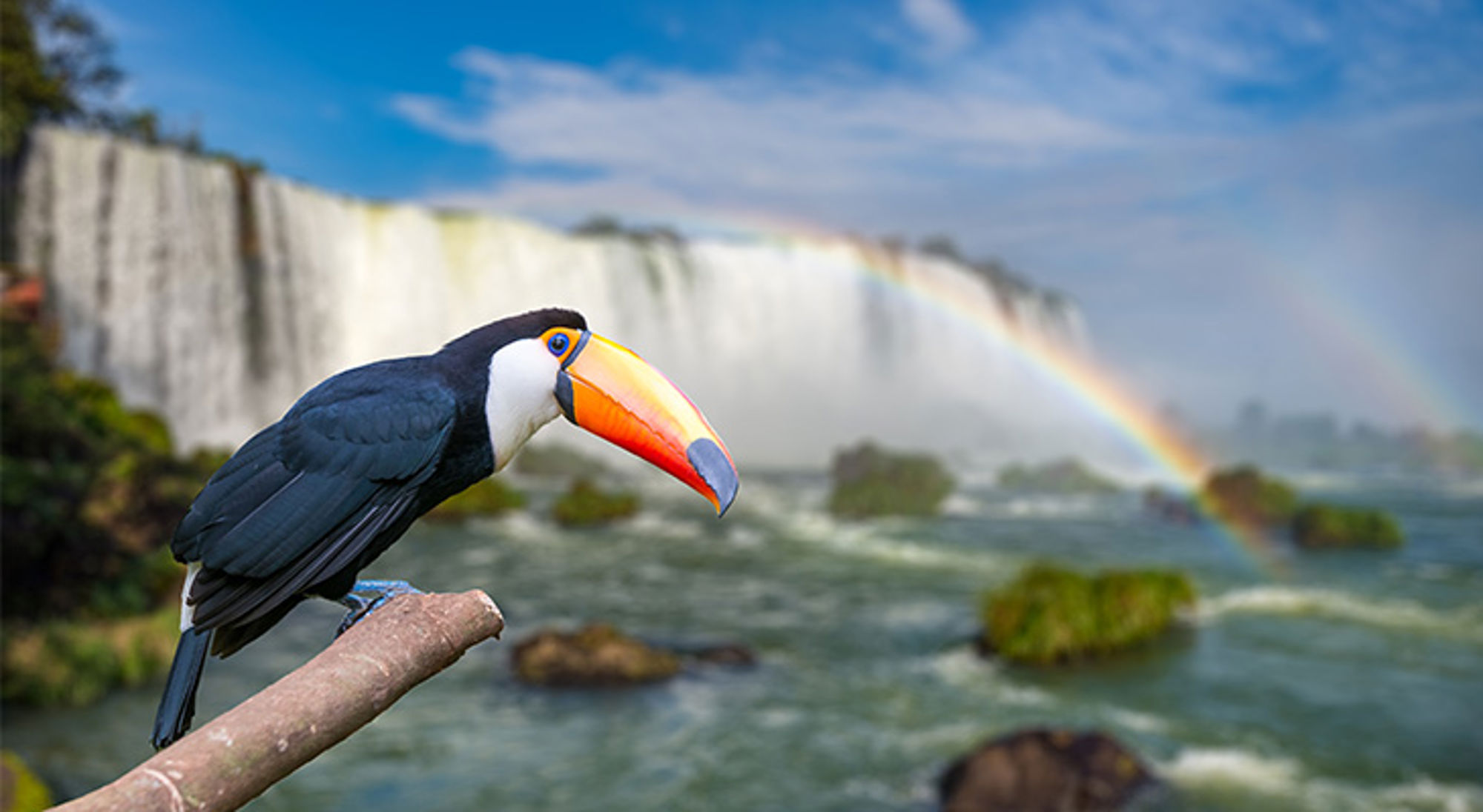 Toucan Iguaza watervallen Toekan met kleurrijke snavel bij de Iguazú-watervallen in Argentinië, met regenboog op de achtergrond.