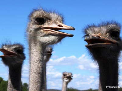 Close-up van struisvogels tijdens Route 1 Johannesburg - Kaapstad in Zuid-Afrika.