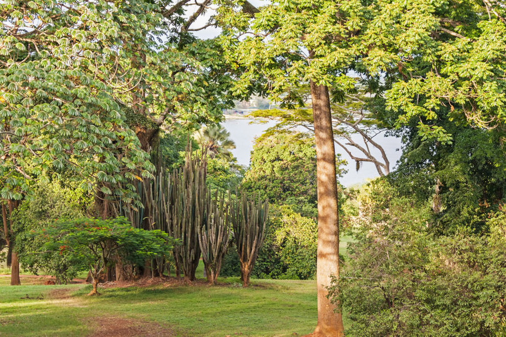 Groen landschap met bomen en cactussen aan de oever van een meer in Oeganda tijdens de groepsrondreis Natuur Plus Pop-Up.