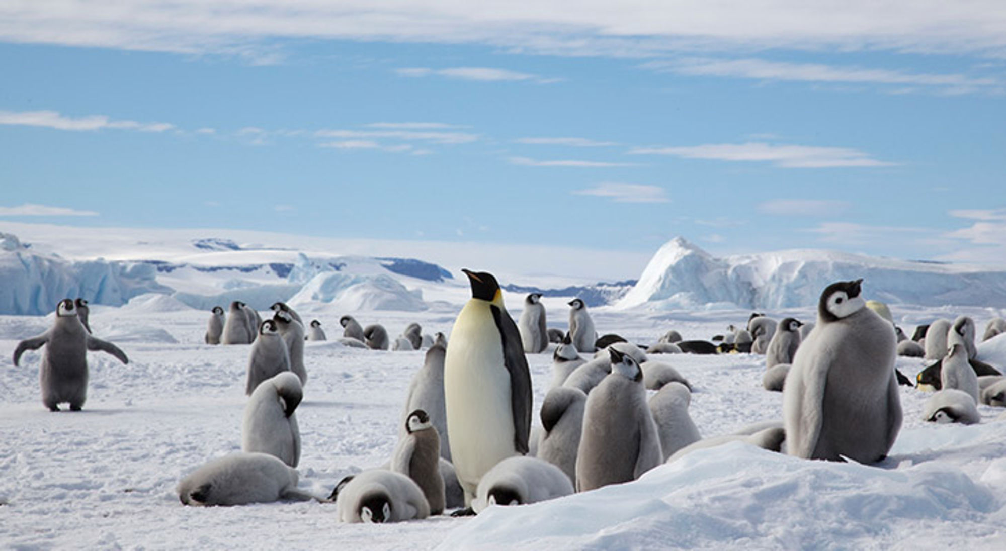 Keizerspinguïn met kuikens op het Antarctische ijs, met ijsbergen op de achtergrond.