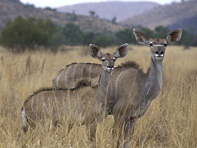 Kudoe-antilopes in de savanne van Zimbabwe tijdens de 22-daagse reisroute.