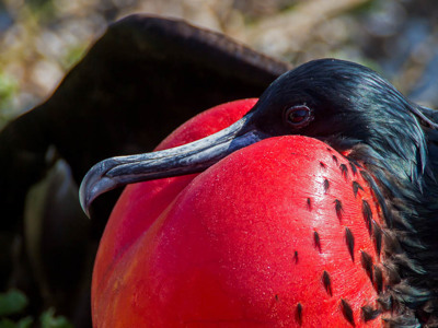 Close-up van een fregatvogel met rode keelzak op de Galapagoseilanden.