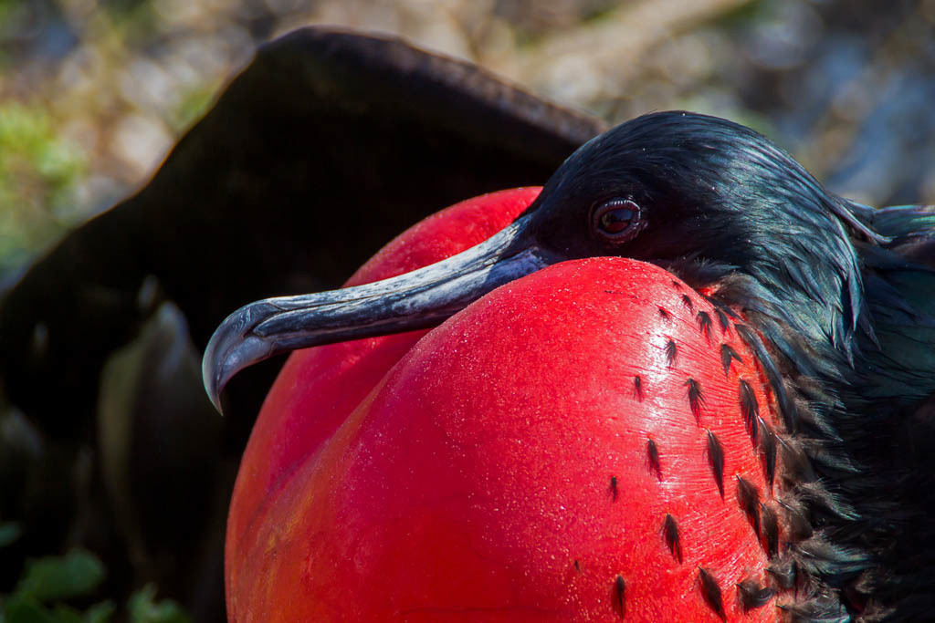 Close-up van een fregatvogel met rode keelzak op de Galapagoseilanden.