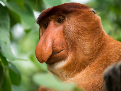 Neusaap in het regenwoud van Borneo tijdens de Route West Maleisië & Borneo, 19 dagen.