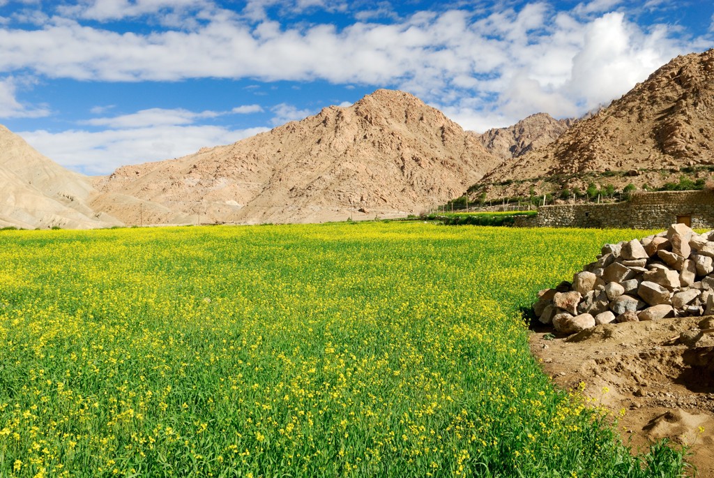 Gele bloemenvelden in de vallei van Ladakh, met ruige bergen onder een blauwe lucht.
