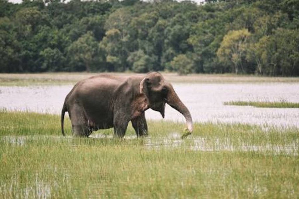 Weelderig groen landschap in Sri Lanka tijdens de groepsrondreis Sri Lanka Hoogtepunten.