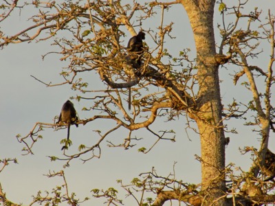 Zwartkuifaapjes in de boomtoppen op Sulawesi tijdens de rondreis Kalimantan, Sulawesi & Molukken.
