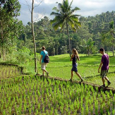 Gezin wandelt over een smal pad langs rijstterrassen op de Kleine Sunda Eilanden in Indonesië.