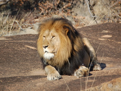 Leeuw met donkere manen rust op een rots tijdens safari in Zuid-Afrika.