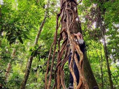 Reiziger klimt in een boom met lange wortels in het regenwoud van Sumatra tijdens de route Sumatra, Java en Bali.