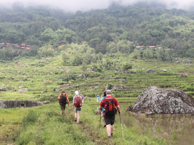 Wandelaars trekken door groene rijstterrassen in de bergen van Sulawesi tijdens de 23-daagse rondreis Kalimantan, Sulawesi & Molukken.