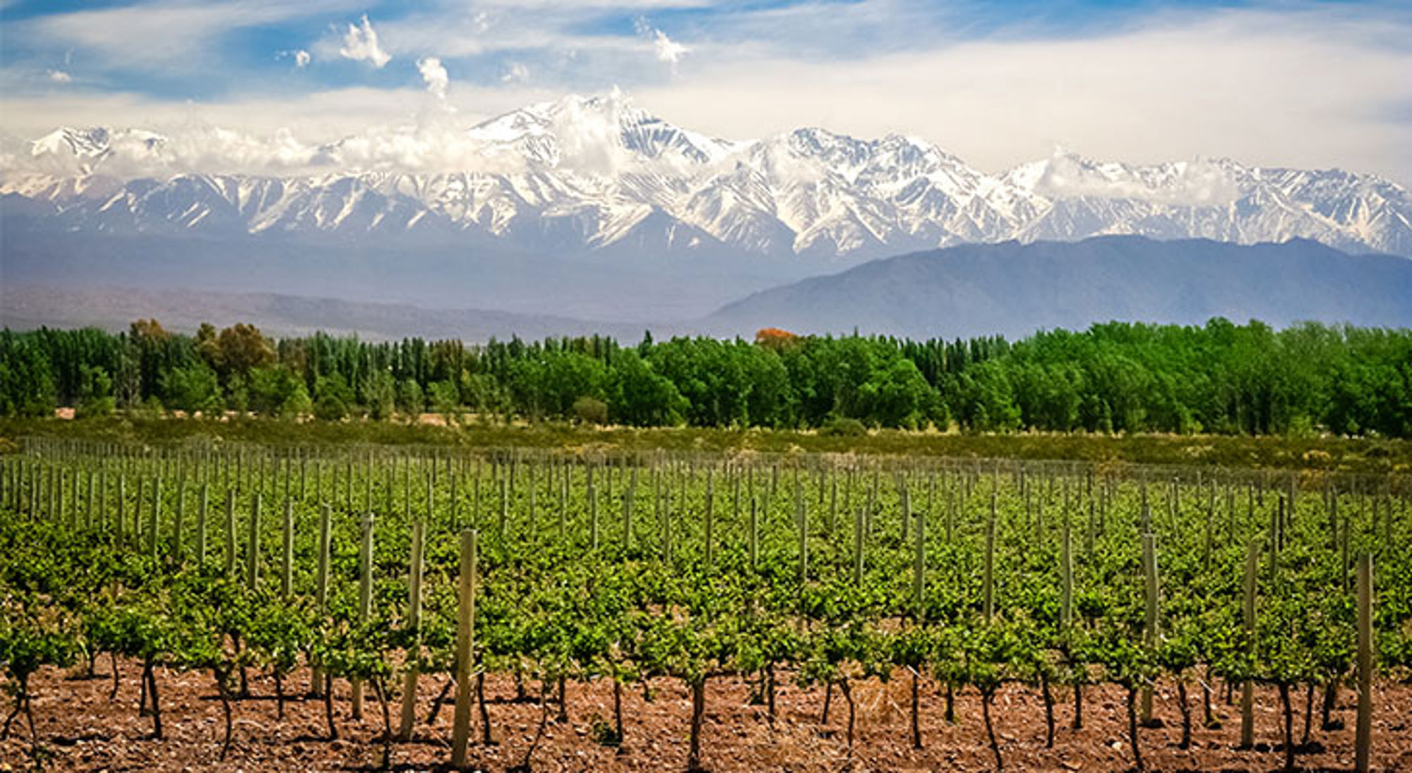 Wijngaard Mendoza Wijngaarden in Mendoza met de besneeuwde Andes op de achtergrond.