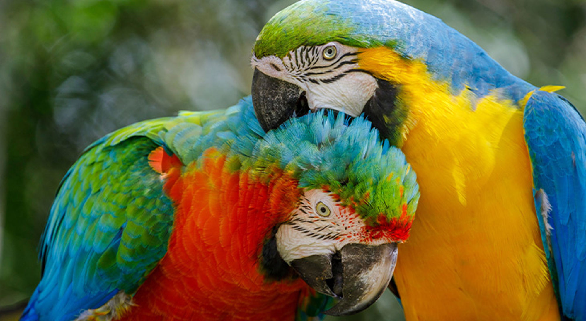 Brazilië Twee kleurrijke ara’s dicht tegen elkaar aan, met blauwe, gele, rode en groene veren.
