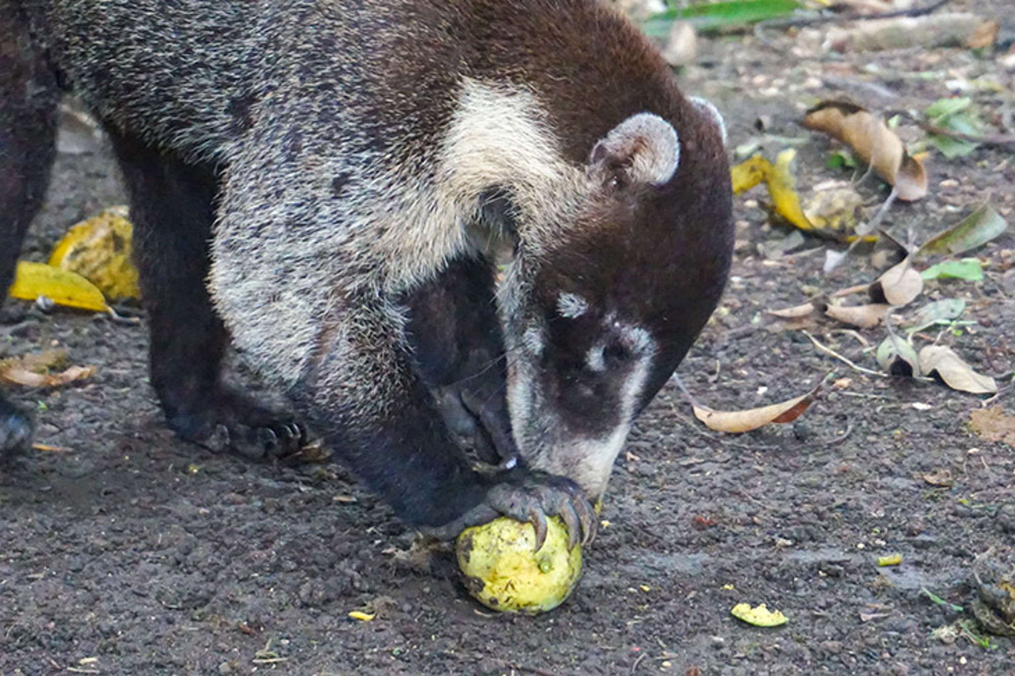 Neusbeer eet een stuk fruit op de bosgrond.