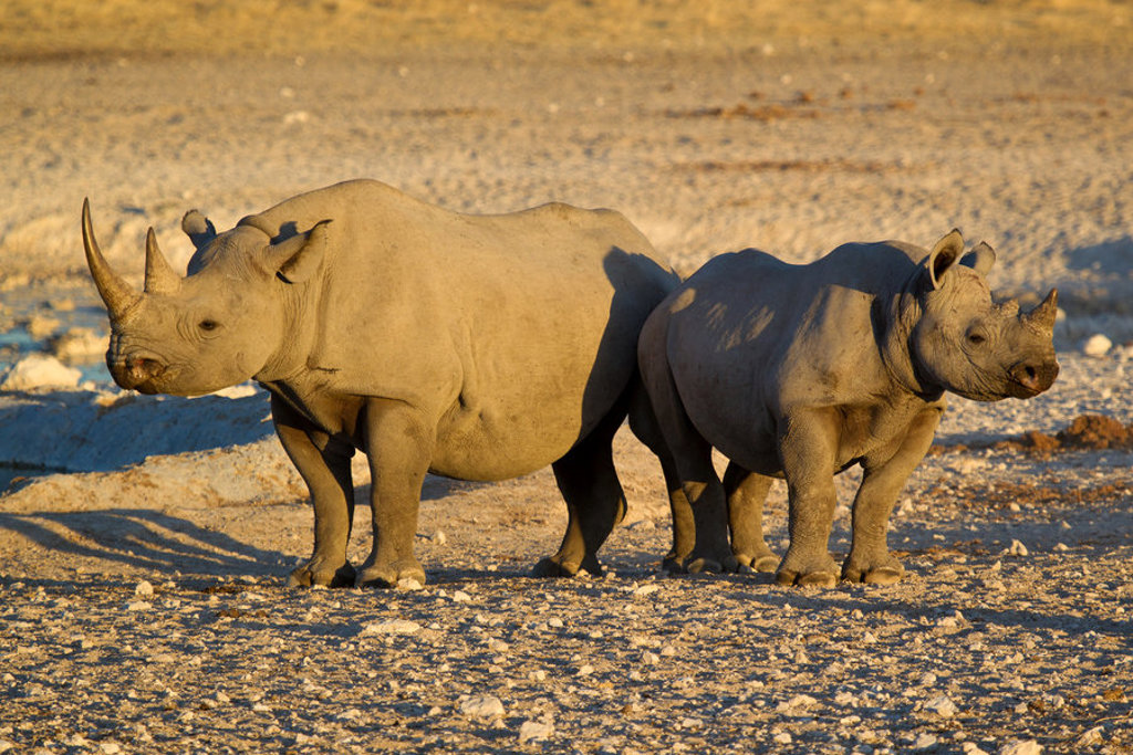 Twee neushoorns in het late zonlicht op de savanne in Namibië tijdens een groepsrondreis.