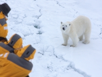 IJsbeer op het pakijs bij Spitsbergen, gezien vanaf een boot.