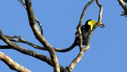 Toekan in een boom tegen een blauwe lucht in Costa Rica.