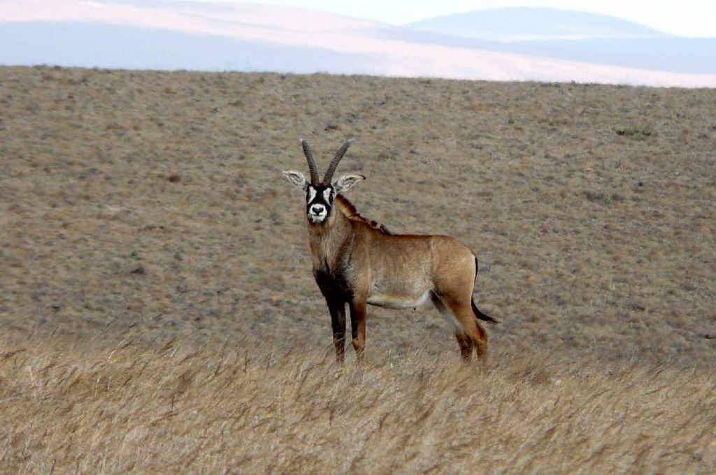 Sabelantilope op de savanne tijdens groepsrondreis Zambia, Malawi en Tanzania.