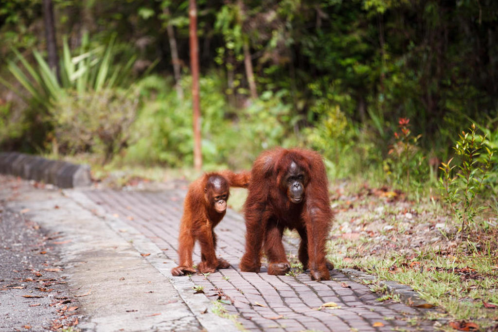Orang-oetan met jong loopt over een pad in het regenwoud van Kalimantan, Indonesië.