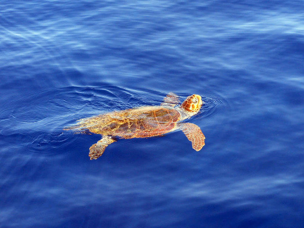 Zeeschildpad zwemt in helderblauwe zee tijdens familiereis Griekenland Pop-Up.