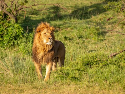 Leeuw met volle manen in het gras tijdens safari op de route Kenia, Tanzania en Zanzibar.