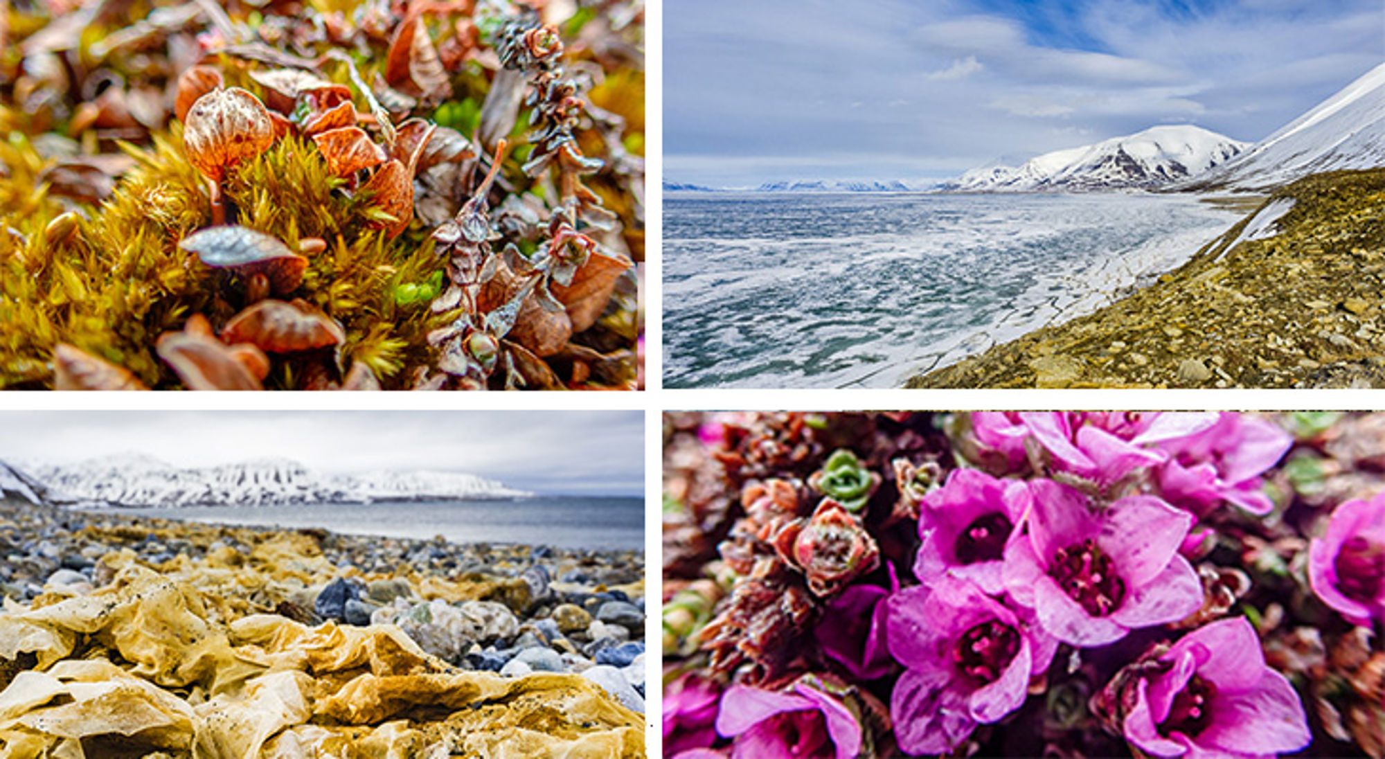 Collage van arctisch landschap met zee-ijs, besneeuwde bergen, rotskust en bloeiende planten.