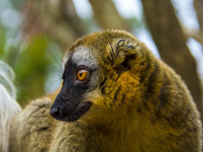 Bruine lemur met gele ogen in de natuur op Madagascar.