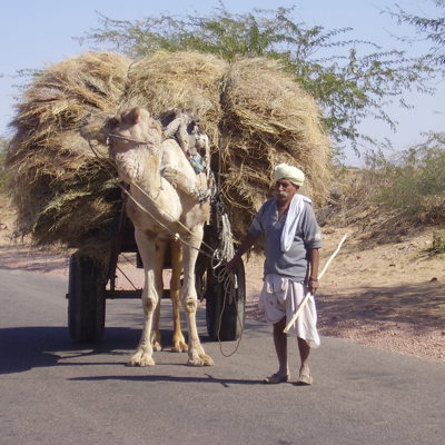 Kameel met grote lading hooi op een kar, begeleid door een man langs de weg in Noord-India.