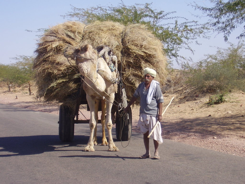 Kameel met grote lading hooi op een kar, begeleid door een man langs de weg in Noord-India.