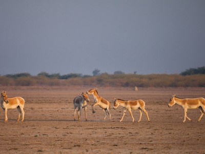 Groep Indiase wilde ezels in de Little Rann of Kutch tijdens de route Rajasthan & Gujarat, 20 dagen.