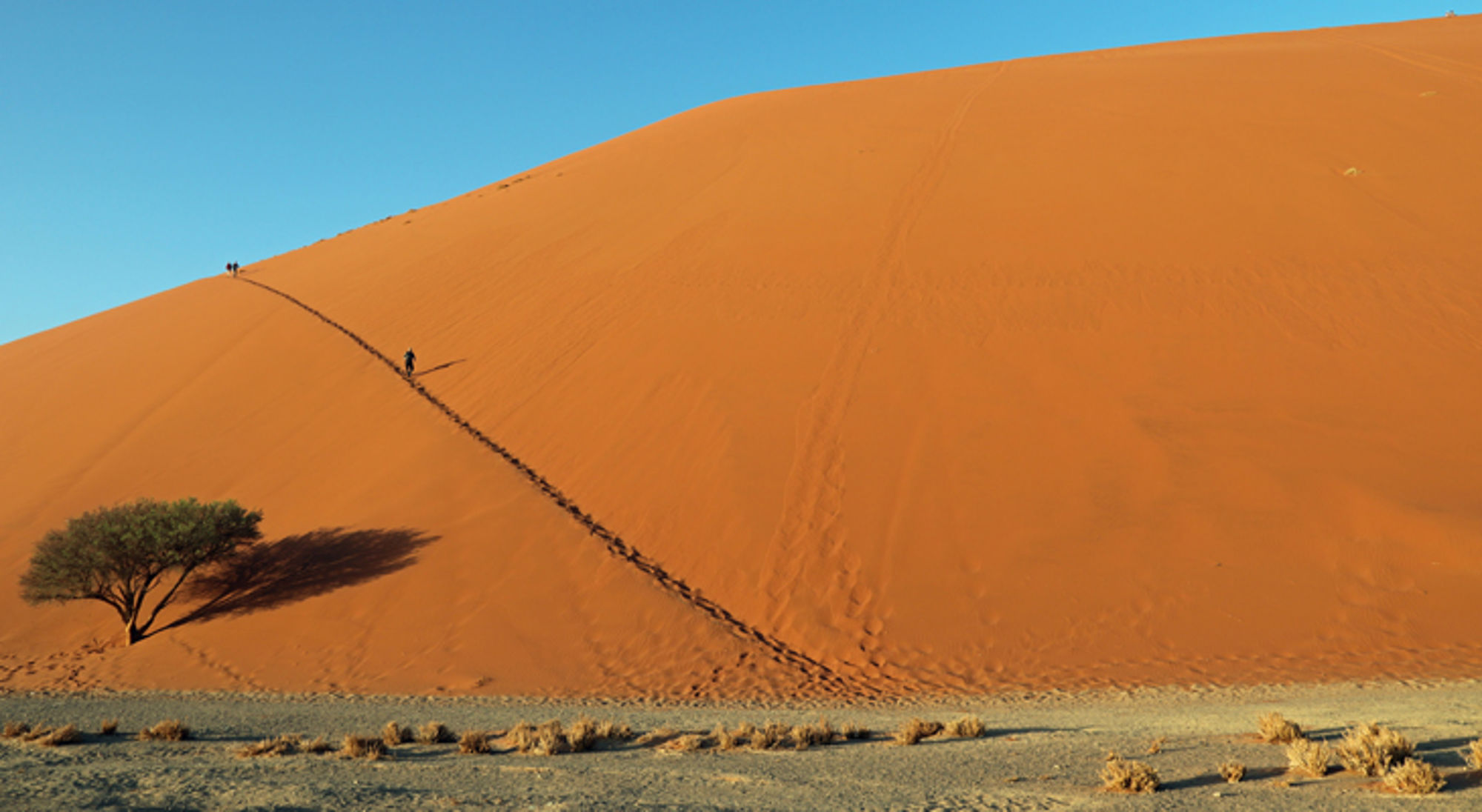 Sossusvlei zandduinen in Namibie Wandelaar op hoge oranje zandduin met spoor van voetstappen, met een eenzame boom in de woestijn.