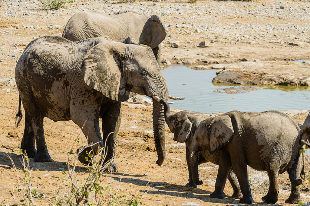 Olifantenfamilie bij een waterpoel tijdens groepsrondreis Zuidelijk Afrika hoogtepunten.