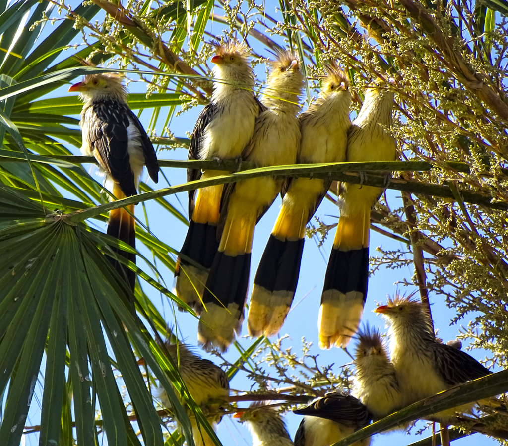 Groep guira-koekoeken in een palmboom tijdens een familiereis Argentinië en Brazilië.