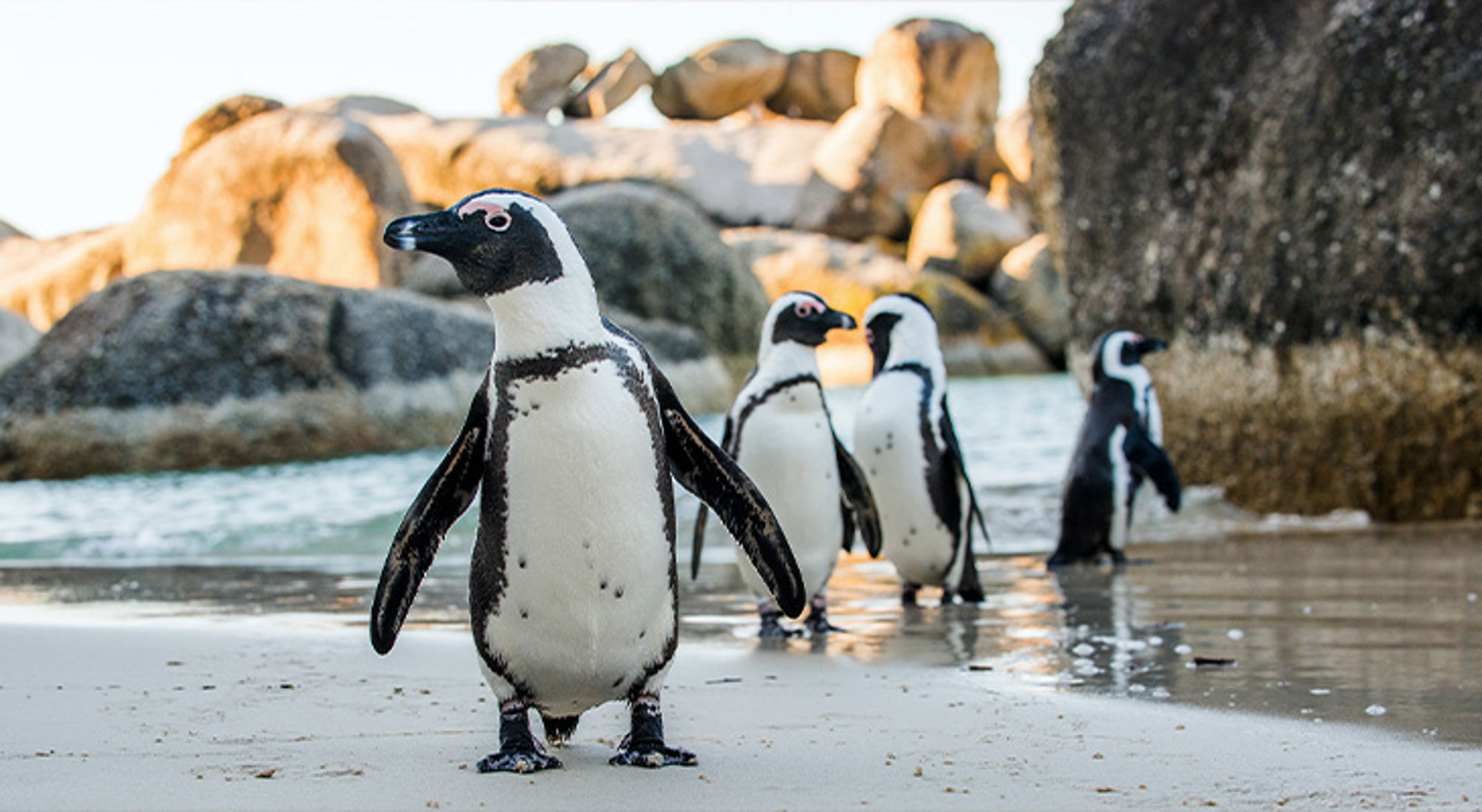 Boulder Beach Zuid-Afrika Afrikaanse pinguïns wandelen over het strand tussen rotsen en branding.