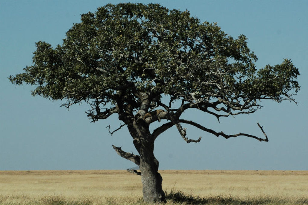 Solitaire acaciaboom op de savanne in Kenia tijdens Familiereis Kenia Comfort.