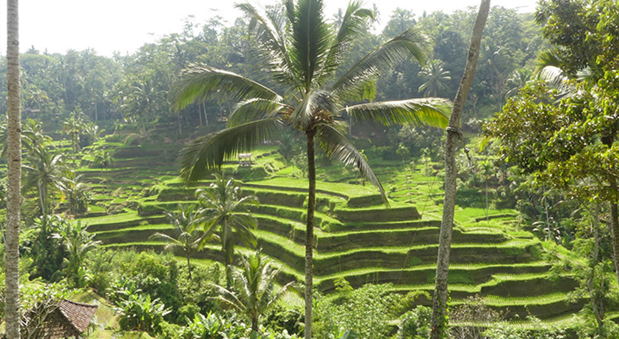 Groene rijstterrassen tussen palmbomen in een tropisch landschap.