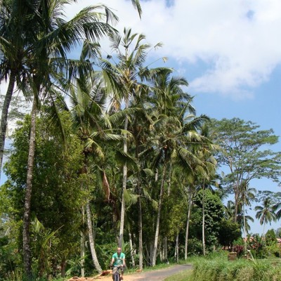 Fietser tijdens de fietstour bij Ubud langs een landelijke weg met palmbomen op Bali.