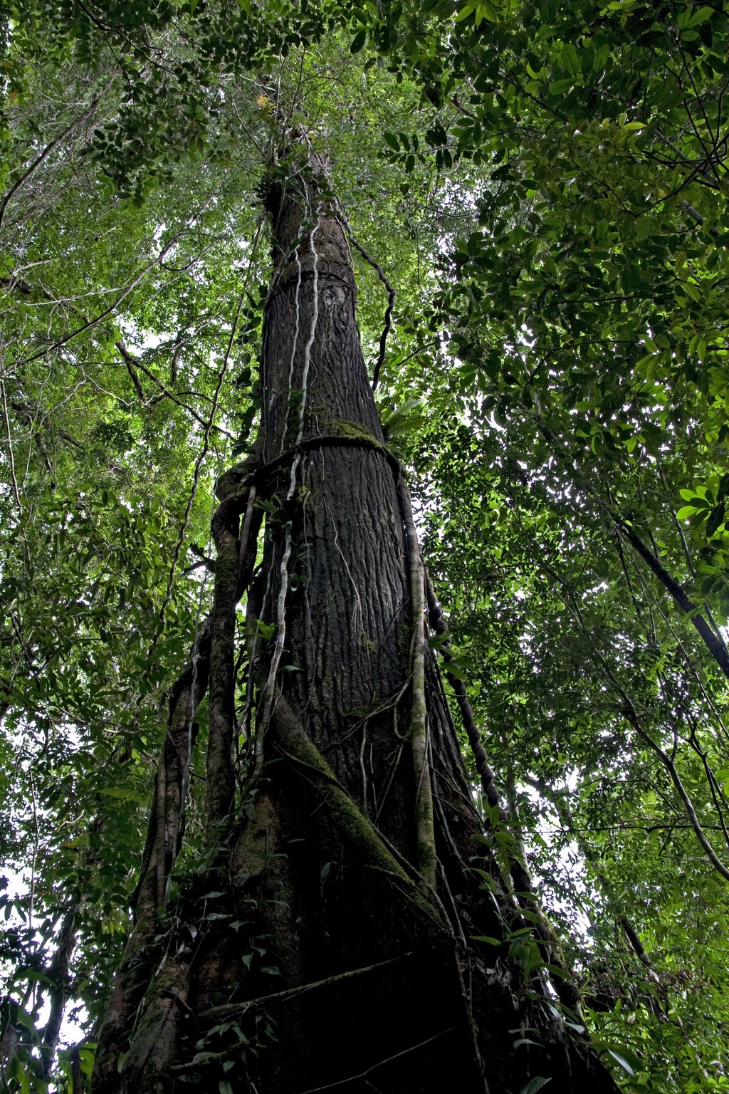 Hoge boom met lianen in het regenwoud van Maleisisch Borneo.