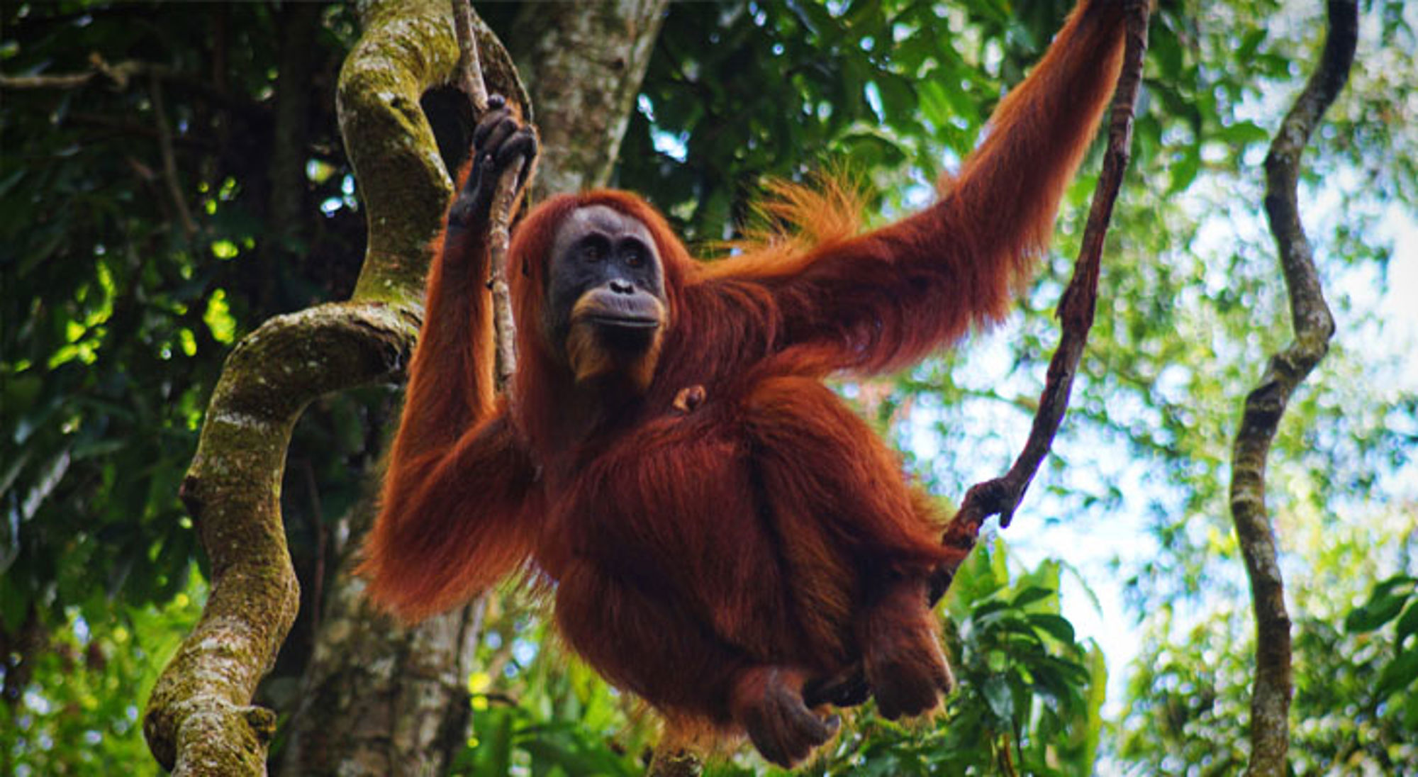 Orang Oetan Bukit Lawang Indonesië Orang-oetan slingert door de jungle in Indonesië.