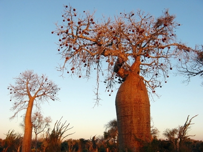 Baobabbomen in het avondlicht op Madagascar, met kale takken en vruchten tegen een heldere blauwe lucht.