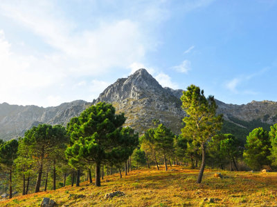 Berglandschap met dennenbomen in Andalusië, Spanje, langs de wandelroute Route Andalusië.
